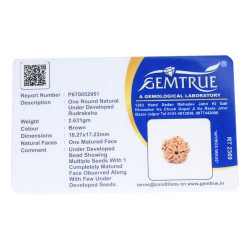 1 Mukhi Under Developed Rudraksha 18 MM 1 Mukhi Under Developed Rudraksha 18 MM