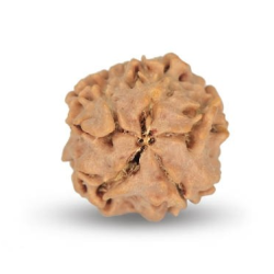 1 Mukhi Under Developed Rudraksha 16 MM