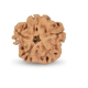 1 Mukhi Under Developed Rudraksha 18 MM