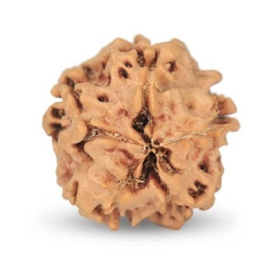 1 Mukhi Under Developed Rudraksha 18 MM