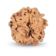 1 Mukhi Under Developed Rudraksha 18 MM