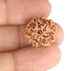 1 Mukhi Under Developed Rudraksha 18 MM