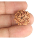 1 Mukhi Under Developed Rudraksha 18 MM
