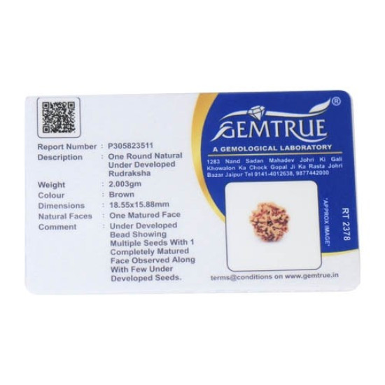 1 Mukhi Under Developed Rudraksha 18 MM