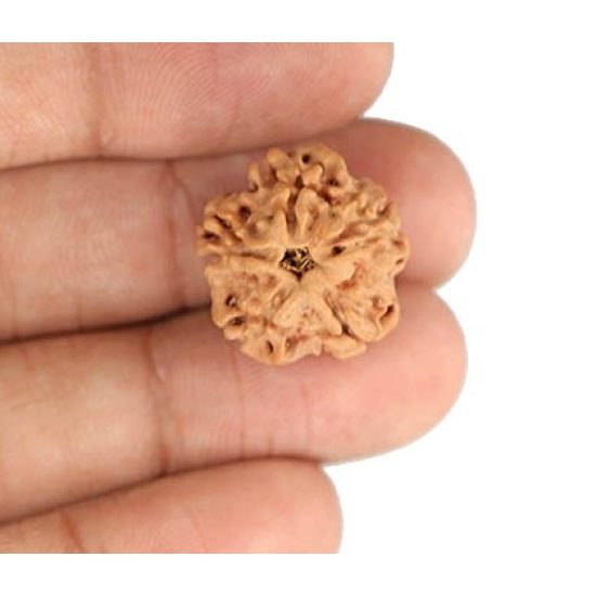 1 Mukhi Under Developed Rudraksha 18 MM