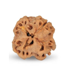 1 Mukhi Under Developed Rudraksha 16 MM