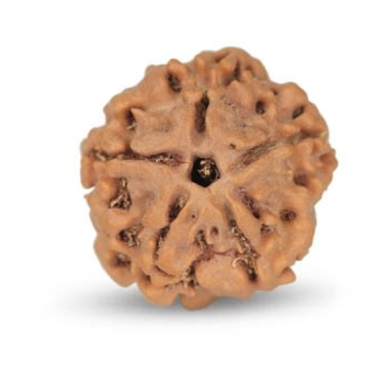 1 Mukhi Under Developed Rudraksha 18 MM