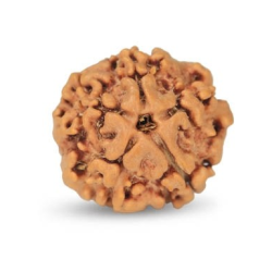 1 Mukhi Under Developed Rudraksha 17 MM