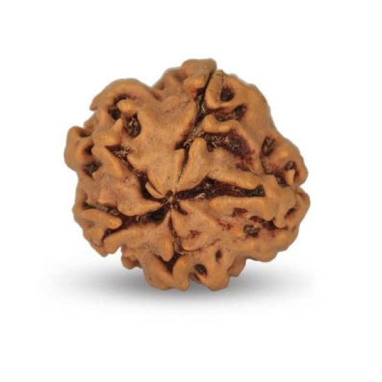 1 Mukhi Under Developed Rudraksha 16 MM
