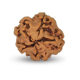 1 Mukhi Under Developed Rudraksha 16 MM