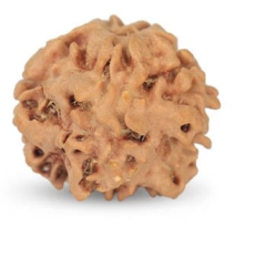 1 Mukhi Under Developed Rudraksha 18 MM