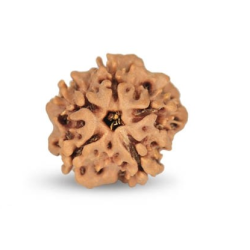 1 Mukhi Under Developed Rudraksha 17 MM