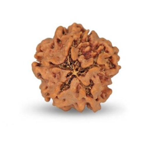 1 Mukhi Under Developed Rudraksha 20 MM
