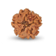 1 Mukhi Under Developed Rudraksha 20 MM