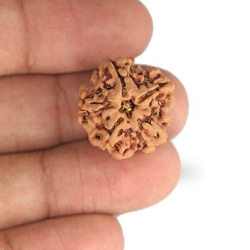 1 Mukhi Under Developed Rudraksha 20 MM