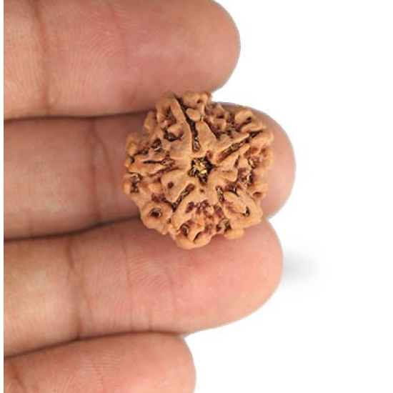 1 Mukhi Under Developed Rudraksha 20 MM