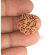 1 Mukhi Under Developed Rudraksha 20 MM