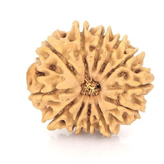 Natural Nepali 12 Mukhi Rudraksha