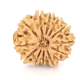 Natural Nepali 12 Mukhi Rudraksha