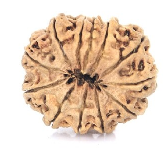 Natural Nepali 12 Mukhi Rudraksha