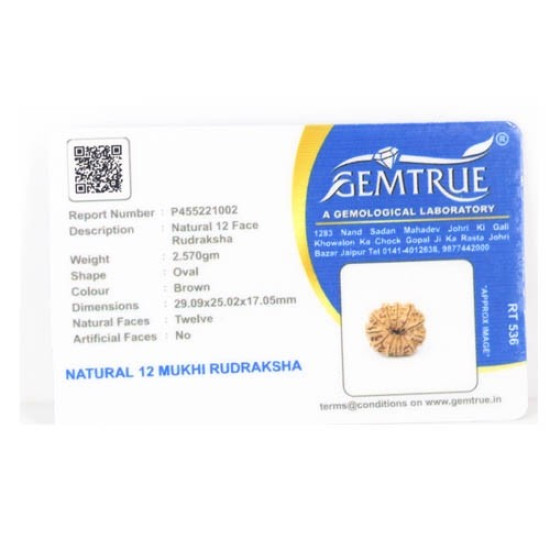 Natural Nepali 12 Mukhi Rudraksha