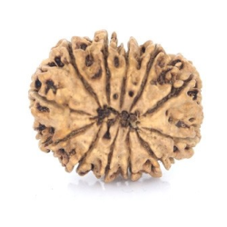 Natural Nepali 12 Mukhi Rudraksha
