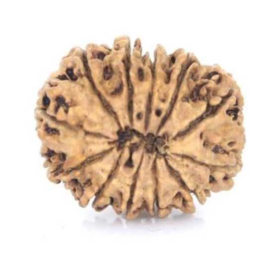 Natural Nepali 12 Mukhi Rudraksha