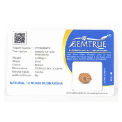 Natural Nepali 12 Mukhi Rudraksha