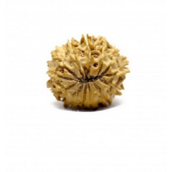 Natural Nepali 13 Mukhi Rudraksha