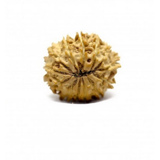 Natural Nepali 13 Mukhi Rudraksha