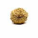 Natural Nepali 13 Mukhi Rudraksha