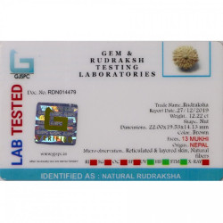 Natural Nepali 13 Mukhi Rudraksha