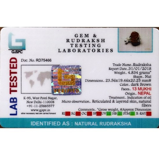 Natural Nepali 13 Mukhi Rudraksha