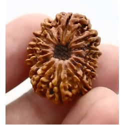Natural Nepali 13 Mukhi Rudraksha