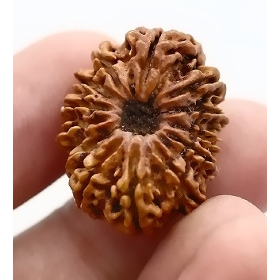 Natural Nepali 13 Mukhi Rudraksha