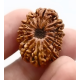 Natural Nepali 13 Mukhi Rudraksha