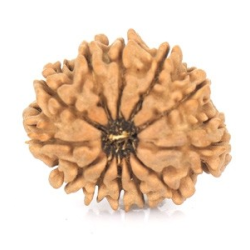 Natural Nepali 12 Mukhi Rudraksha