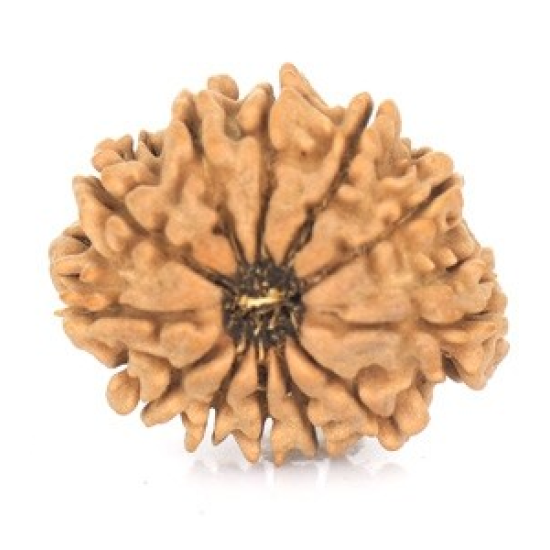 Natural Nepali 12 Mukhi Rudraksha