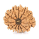 Natural Nepali 12 Mukhi Rudraksha