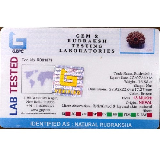 Natural Nepali 13 Mukhi Rudraksha