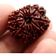 Natural Nepali 13 Mukhi Rudraksha
