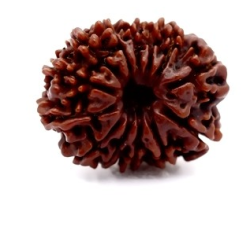 Natural Nepali 13 Mukhi Rudraksha