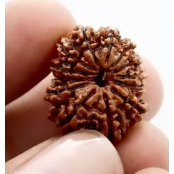 Natural Nepali 13 Mukhi Rudraksha