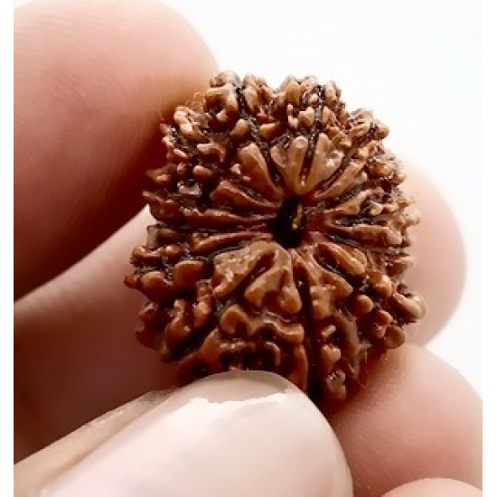 Natural Nepali 13 Mukhi Rudraksha