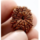 Natural Nepali 13 Mukhi Rudraksha