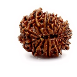 Natural Nepali 13 Mukhi Rudraksha