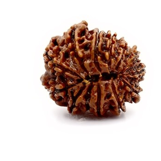 Natural Nepali 13 Mukhi Rudraksha