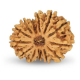 14 Mukhi Rudraksha 25 mm