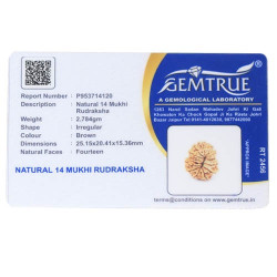 14 Mukhi Rudraksha 25 mm