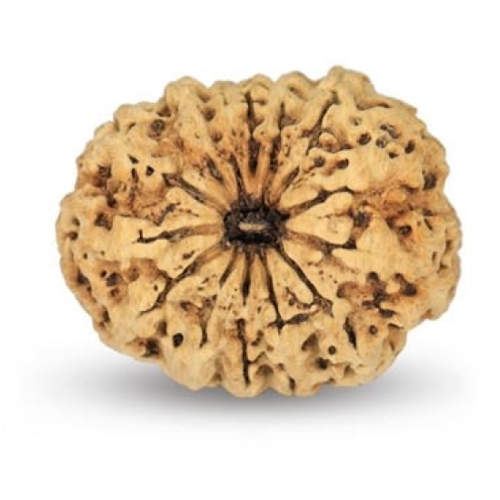 14 Mukhi Rudraksha 25 mm